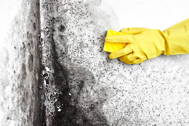 Mold Remediation for Vacation Homes in Eunice, LA